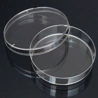 Petri Dish